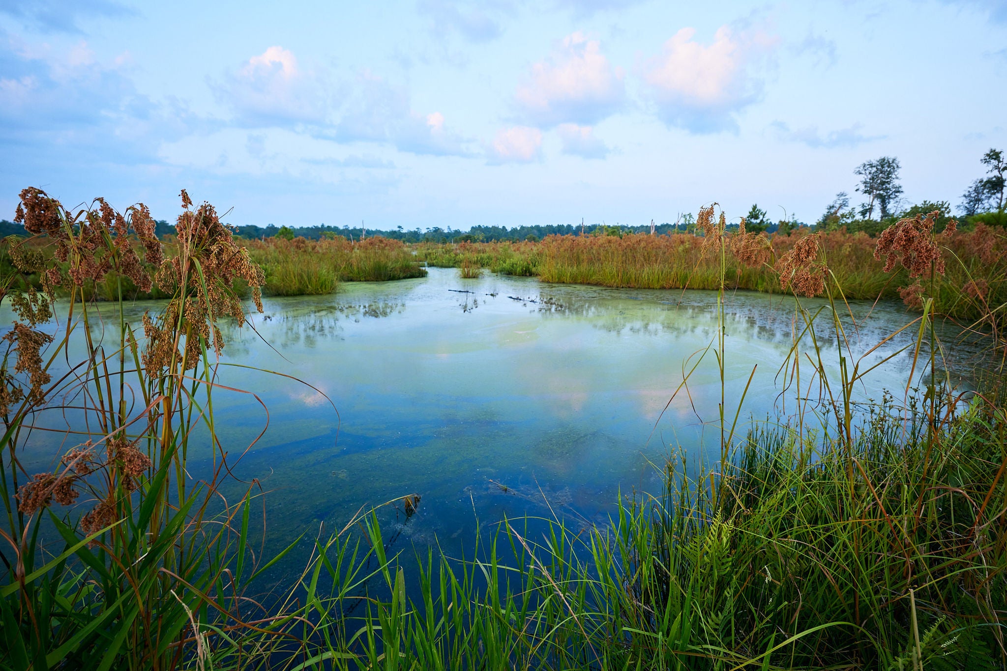 Brosnan Forest Wetlands Restoration 