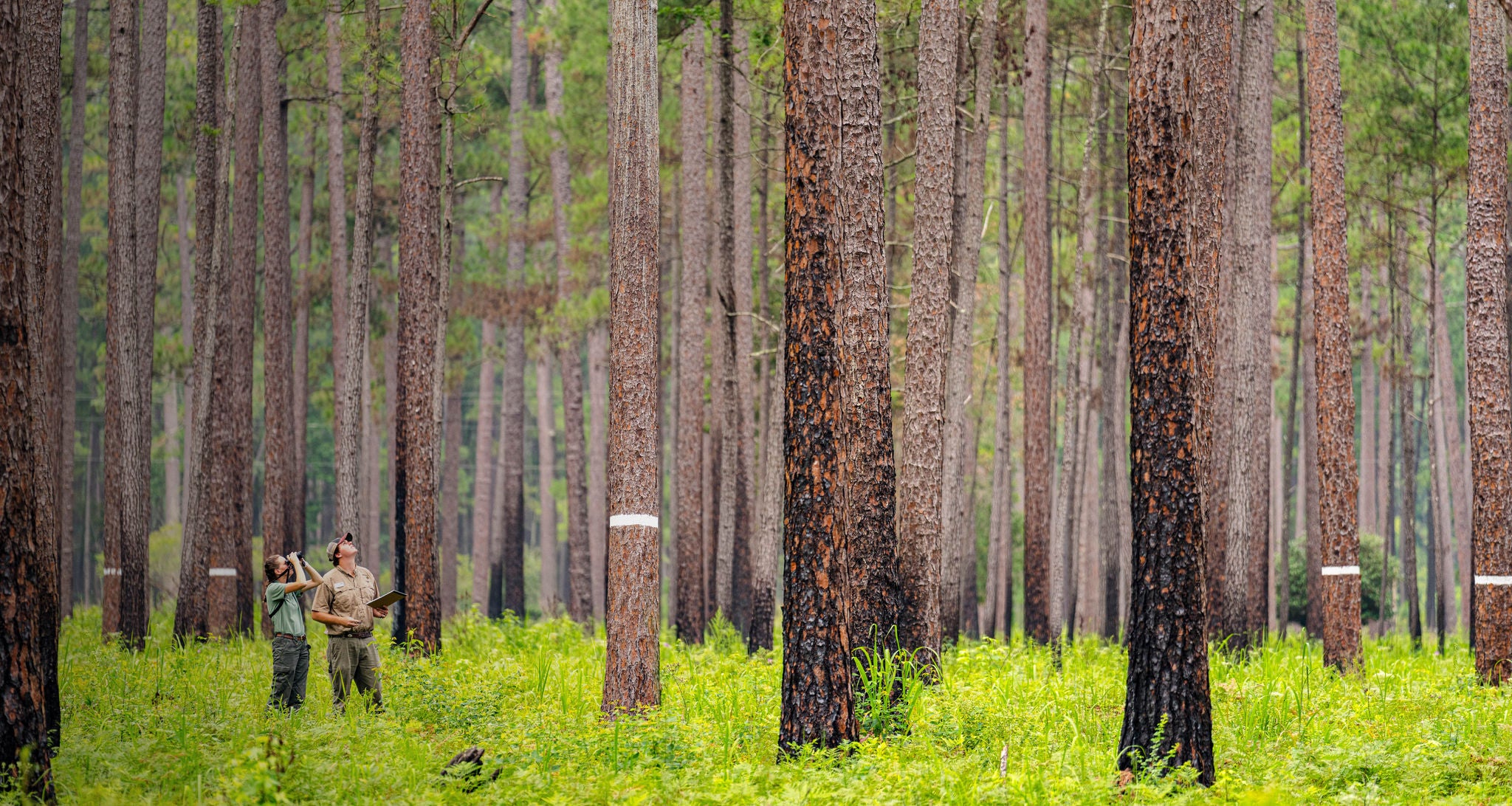 Two Norfolk Southern employees standing among trees participating in sustainable rail transport.